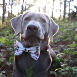 RebeccaLevan's avatar